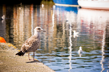 Seagull Bird by the Sea