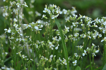 white flowers in the garden