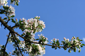 flowers of apple tree in spring