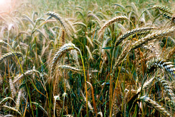 Wheat field on a sunny spring day