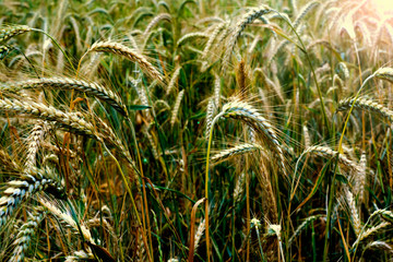 Wheat field on a sunny spring day
