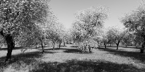 blossom apple tree 