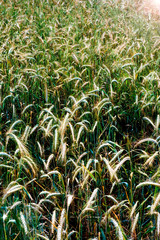 Wheat field on a sunny spring day