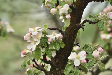 Blooming apple tree  in spring garden on a blurred background