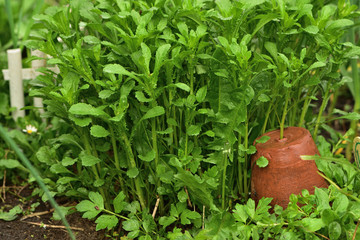 background with green leaves