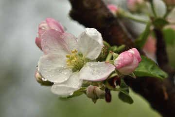 Blooming apple tree closeup in spring garden on a blurred background