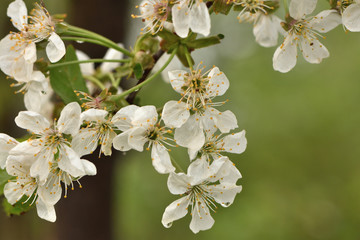 blooming cherry tree in spring