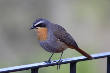Cape Robin Chat