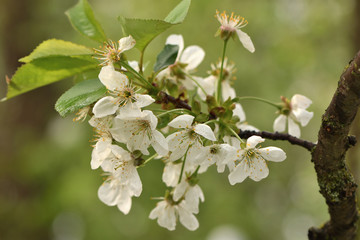 flowers of cherry tree