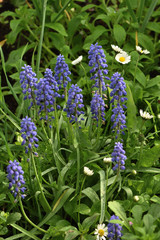 Muscari Purple mouse hyacinth in the garden on a blurred background