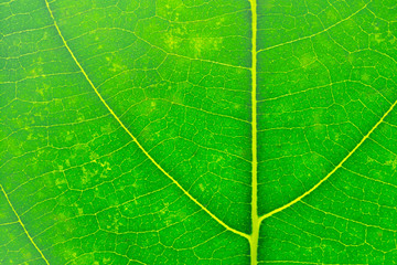 Closeup green leaf texture, macro