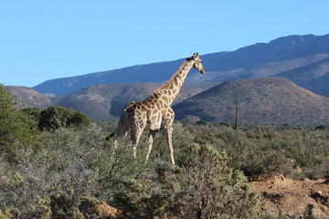 Giraffe in bush
