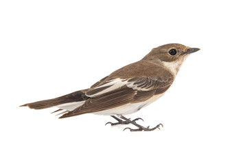 Pied Flycatcher, Ficedula hypoleuca, female. Isolated on white background.
