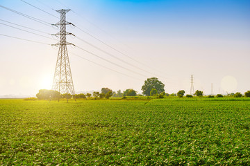 Pole high-voltage power lines that cross the farm crops, large green., Soybean fields with fresh...