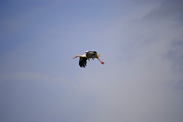 Cigogne