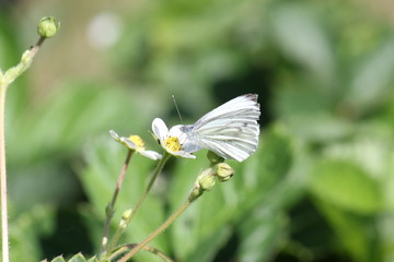 White butterfly
