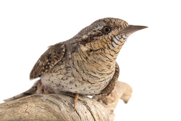 Eurasian wryneck, Jynx torquilla, bird isolated on white background. CLose up
