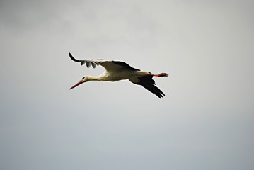 Cigogne