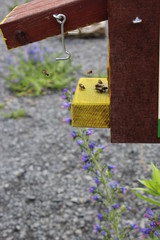 Bees in a hive
