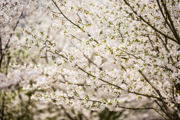 flowers of a tree in spring
