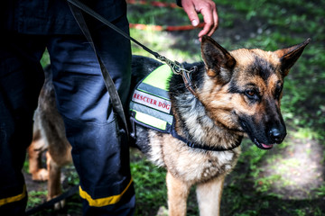 Rescue dog breed shepherd stands near the owner.