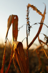 Weizenpflanze auf Feld im Sonnenuntergang mit großen Blättern