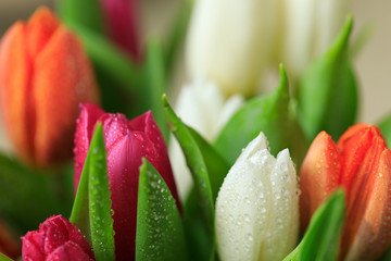 Naklejka premium Tulip flower close up, with green leaf background