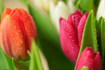 Tulip flower close up, with green leaf background