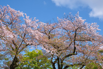 Fototapeta premium Pink cherry blossom trees and maple trees with green leaves against to beautiful blue sky in background