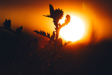 Abstract sunset background in red and yellow warm sunlight. Defocused silhouettes of plants on the field against the setting sun. Summer nature abstract background.