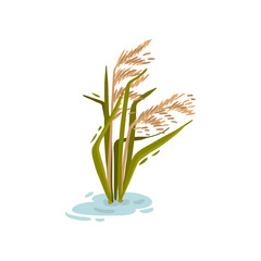 Bush cane in the water. Vector illustration on white background.