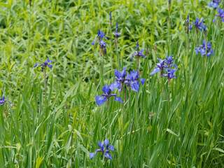 Iris sibirica - Iris de Sibérie bleu 