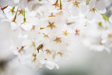 a bee approaching white flowers of cherry tree