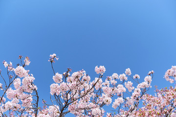Cherry blossom or sakura is blooming on the trees in light pink color with clear blue sky background
