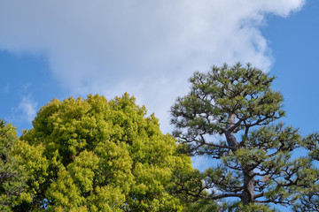 Fototapeta na wymiar Green leaf Japanese maple trees and japanese black pine trees with beautiful blue sky background
