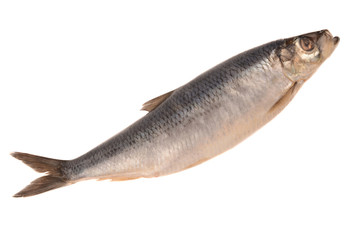 Herring on a white background