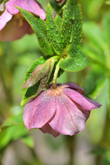 Beautiful pink Helleborus with drops of dew, spring flowers in garden