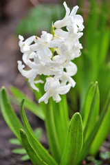 White Hyacinthus in a garden. Garden hyacinth with white blooming flowers. Traditional spring flower