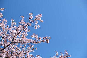 Cherry blossom or sakura is blooming on the trees in light pink color with clear blue sky background