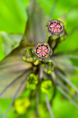 Ghoulish, whiskery bat flower plants