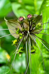 Ghoulish, whiskery bat flower plants