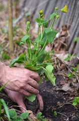 Gardener planting Doronicum flowers in the garden. Spring garden works concept
