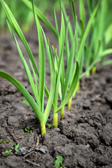 Close-up of the garlic plantationl. Selective focus