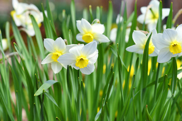 Narcissus flower, daffodils. Spring flowers in the garden