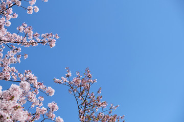 Cherry blossom or sakura is blooming on the trees in light pink color with clear blue sky background