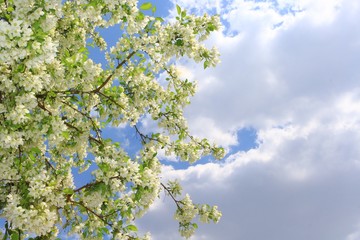 blossoming apple tree in spring