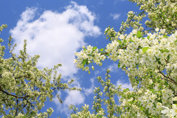 blossoming apple tree in spring