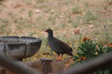 Obraz premium Francolin