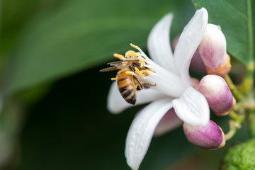 bee on white lemon flower
