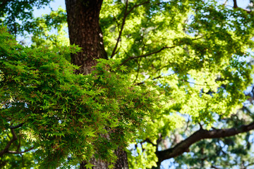 Fototapeta na wymiar Beautiful green leaves of japanese maple trees in the spring season